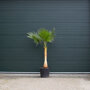 Totaalhoogte 120 - 140 cm gestripte stam